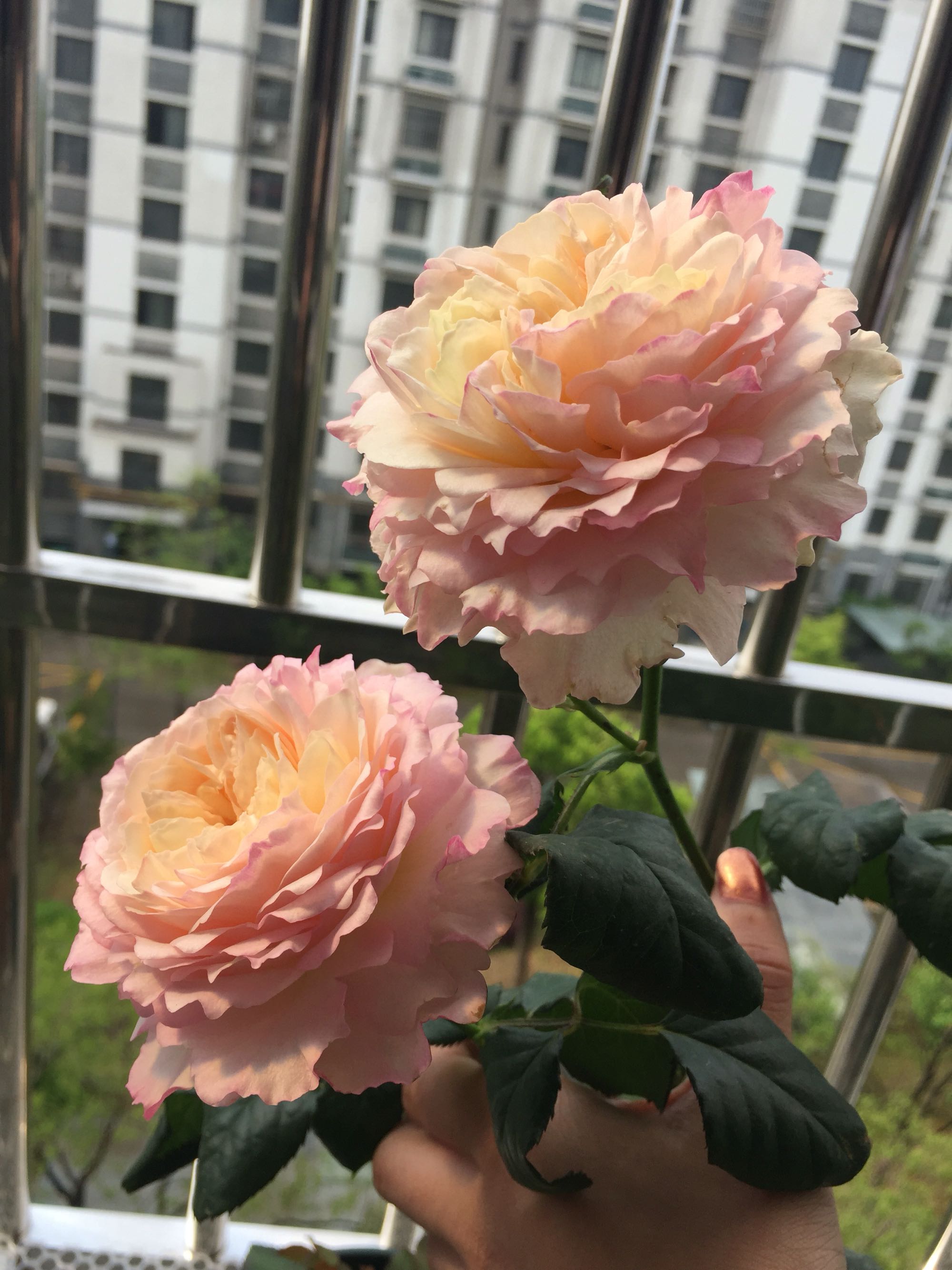 月季凯拉的优缺点,月季凯丽爆花怎么养