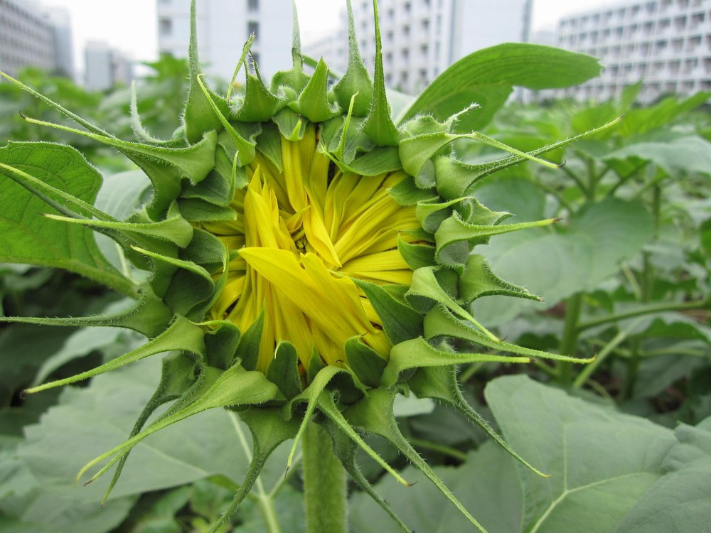 向日葵户外盆栽怎么养活,向日葵养殖小诀窍