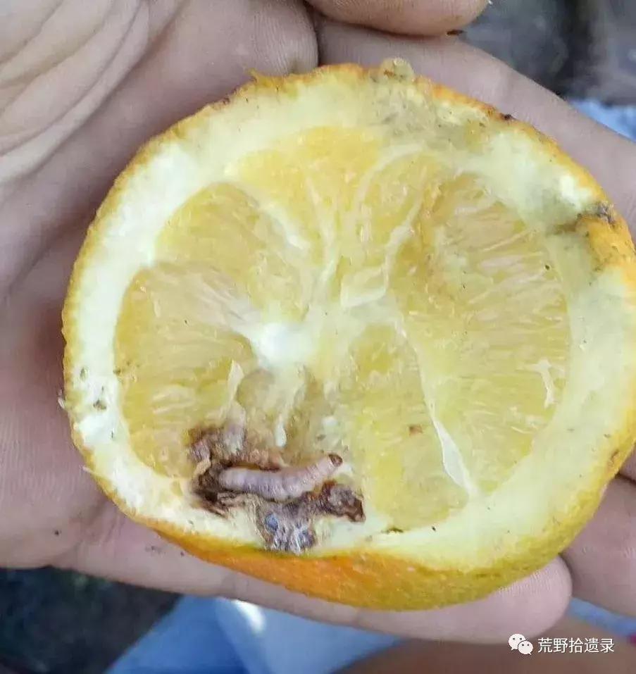 改变世界的植物:骆驼蓬PeganumharmalaL.