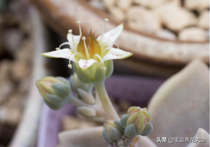 多肉冬天开花怎么办,多肉红稚莲冬天开花