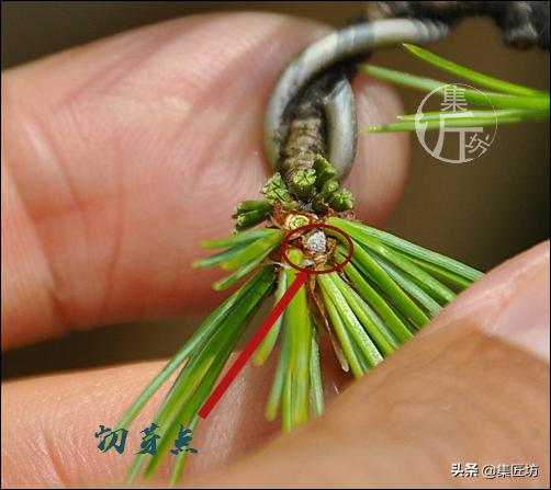 夏季盆景管理技巧,五根松盆景平常如何养护