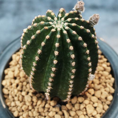 品种大全丨30个仙人球品种图鉴，每个都可爱肉萌到想要全部搬回家