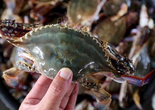 活螃蟹放冰箱第二天怎么吃,吃不完的螃蟹应怎样保存比较新鲜