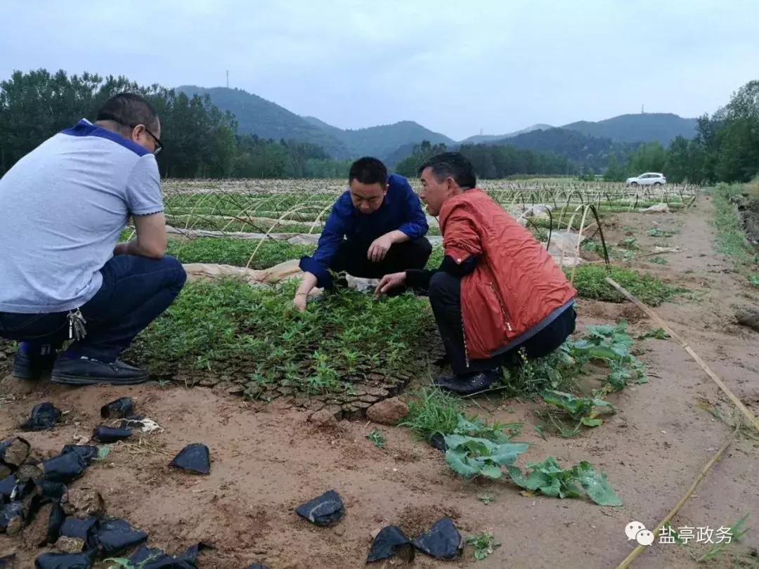 沃野千里风景图,山乡巨变之美不胜收