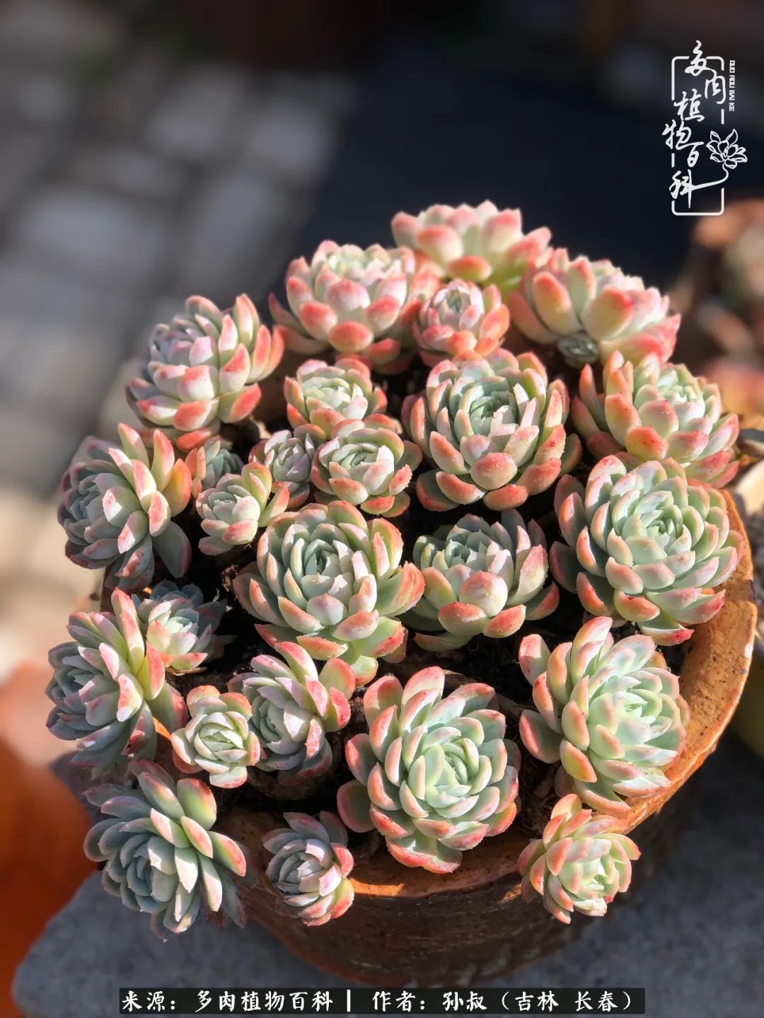 与多肉一起成长,与多肉相伴