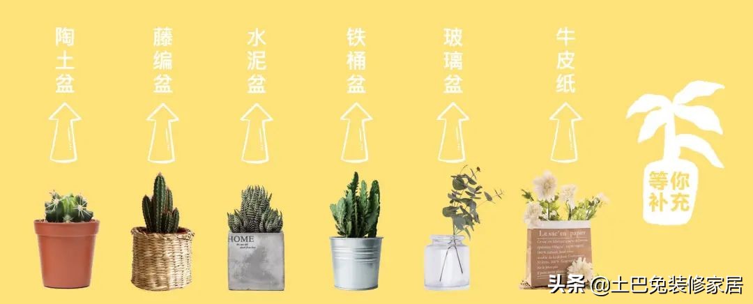 十款居家可养的植物,招财又好养的植物