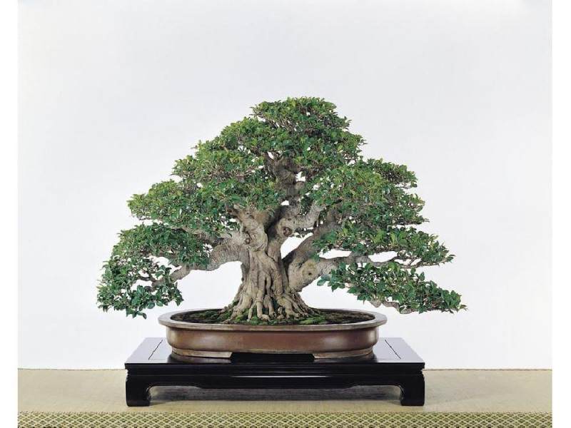 榕树盆景放卧室里好吗,榕树盆景适合放卧室吗