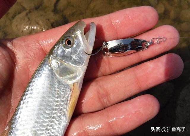 路亚马口瓜子亮片怎么防止脱钩,路亚马口亮片钓组正确组装方法