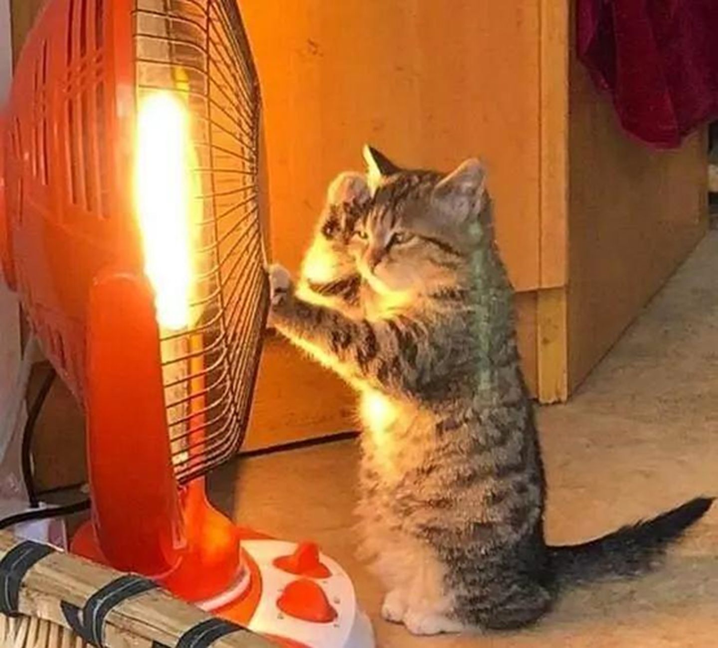 猫咪冬天到底怕不怕冷,为啥猫咪到冬天这么怕冷