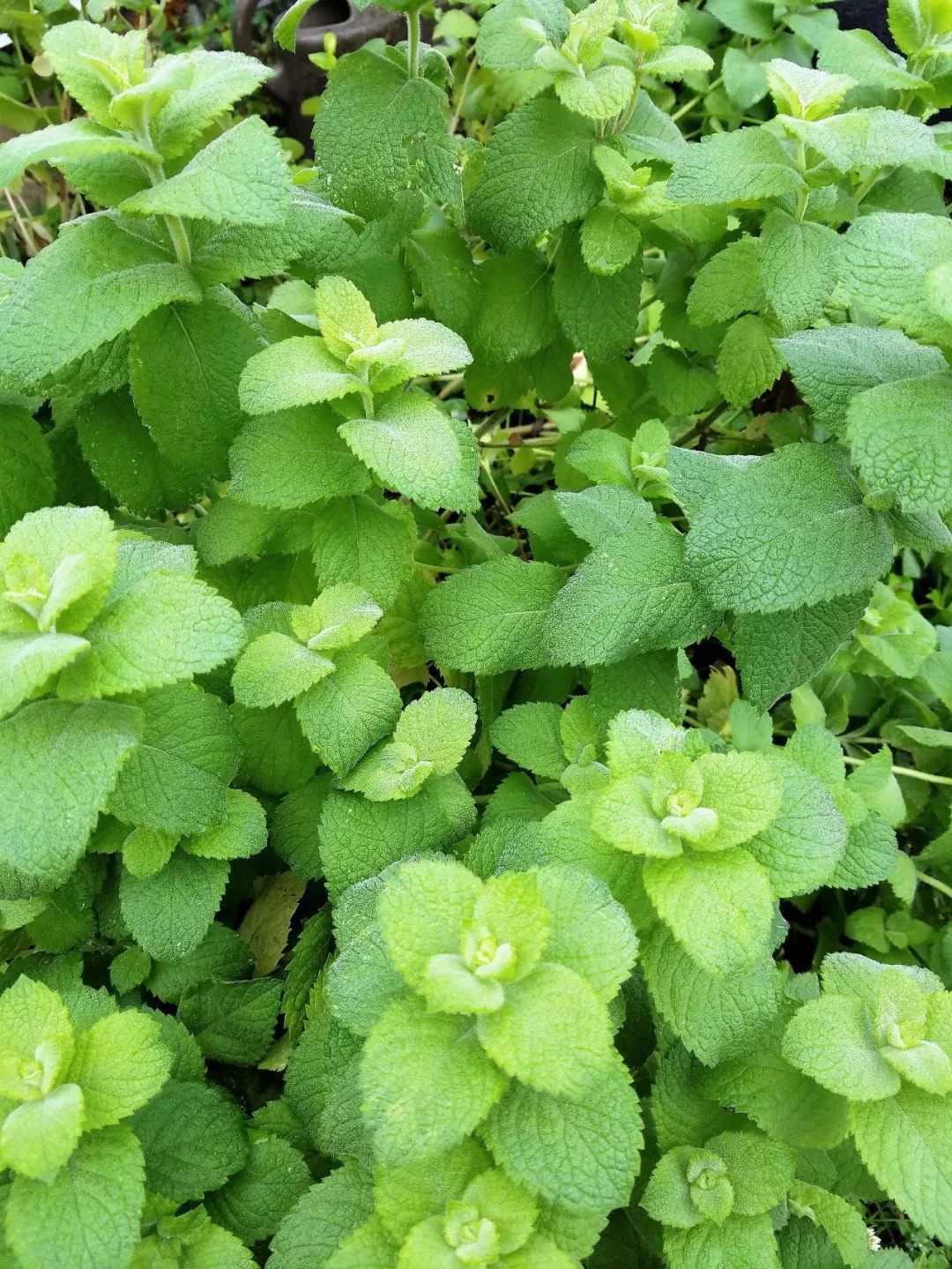 最好养的绿植薄荷品种,薄荷盆栽的品种