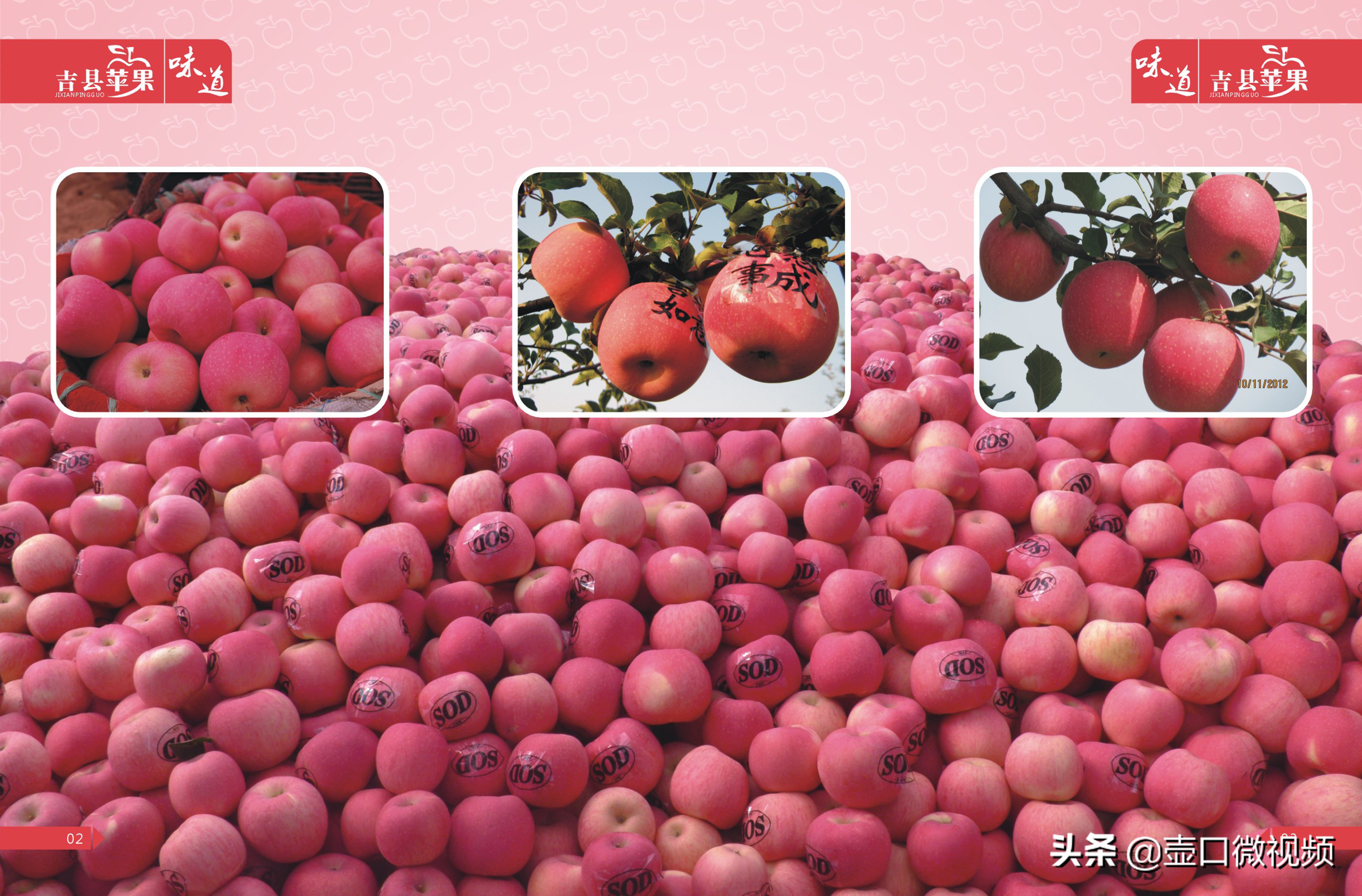 吉县苹果行情怎么样,吉县苹果现在出库价钱