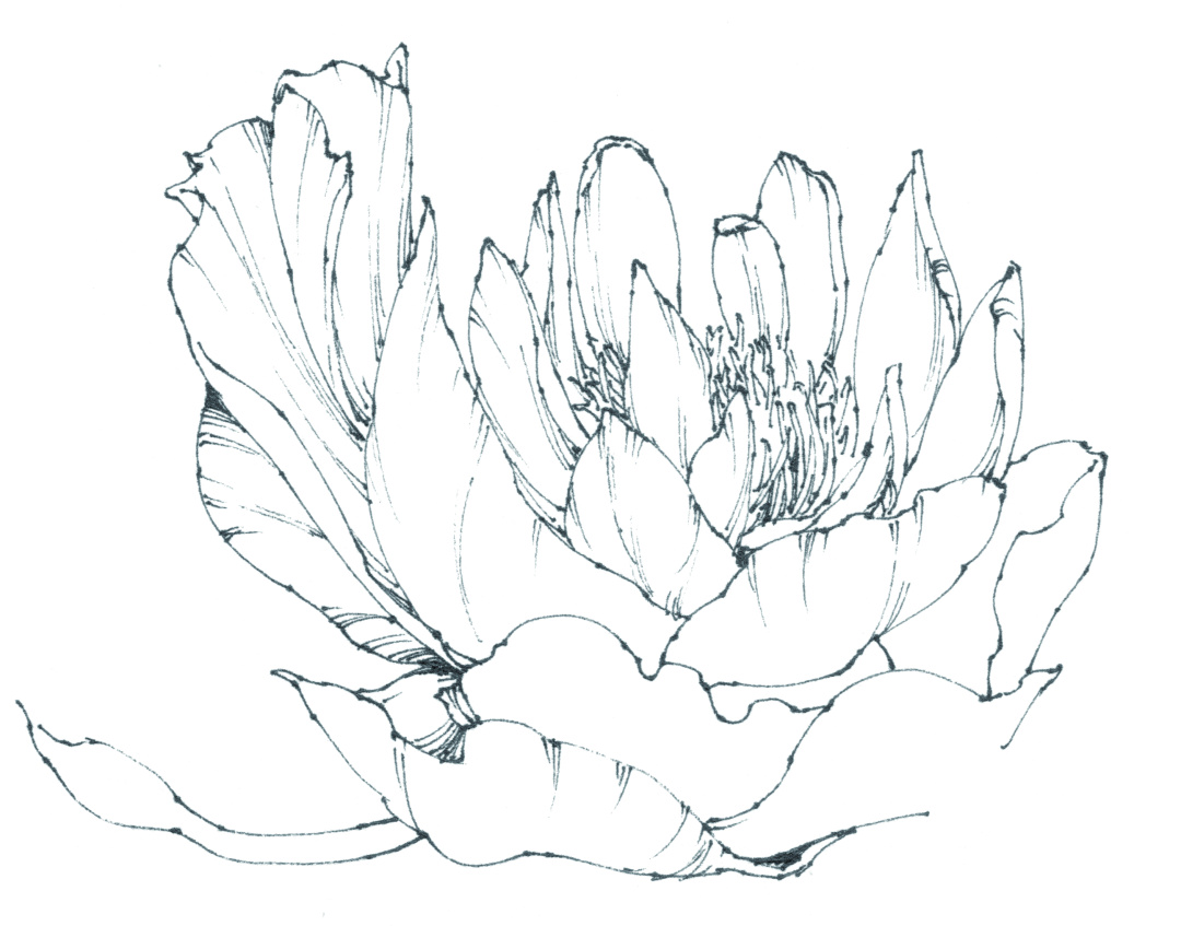 春日写生浪漫樱花,春季樱花写生季