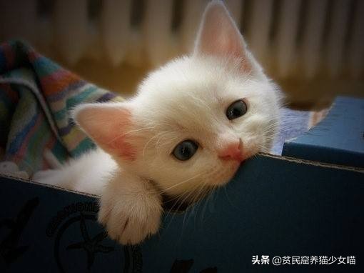 猫咪不停地甩头是什么含义,猫咪不停的甩头打喷嚏怎么办