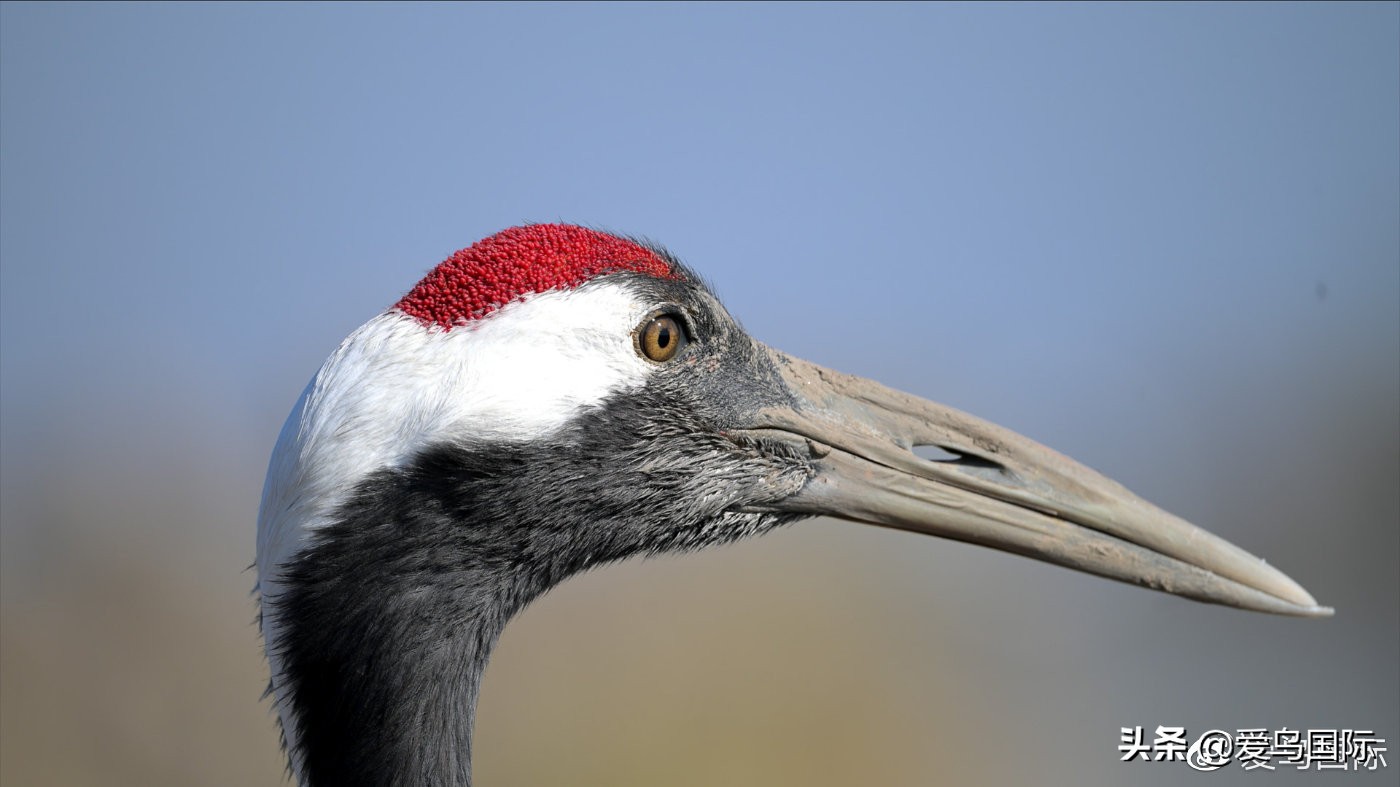 尼康z9有希望更新人像模式吗,尼康z9为什么适合打鸟