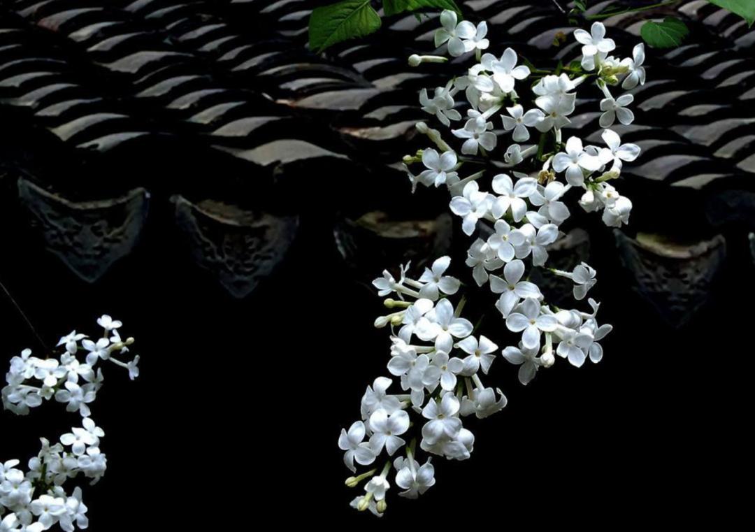 丁香花的诗句唯美,关于丁香花的诗句诗词