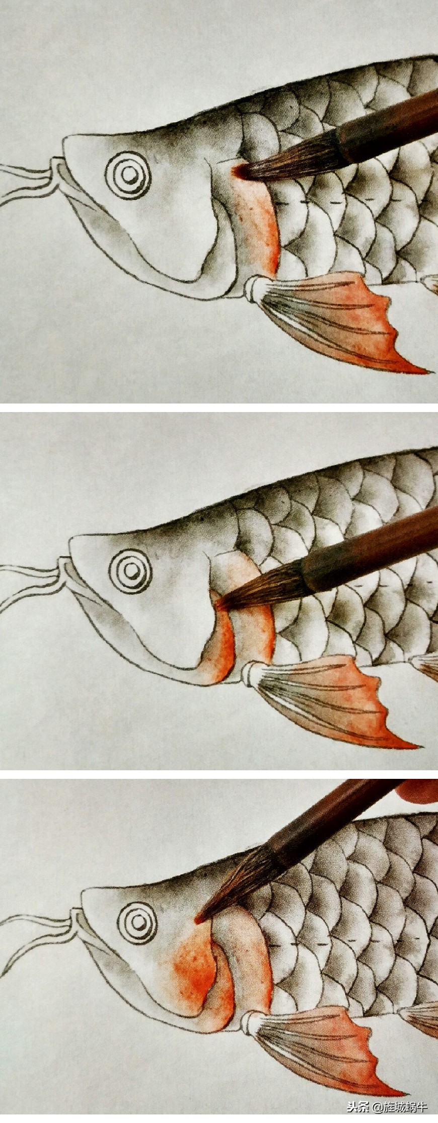 怎么样画出特别大的金龙鱼,金龙鱼的淡色工笔画法