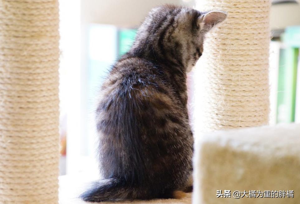 让猫咪在家不孤单,新手养猫怎么能让猫咪只黏自己