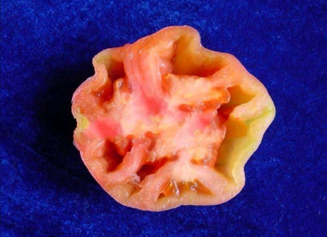 番茄空心果怎么补救,番茄空心有棱是怎么回事