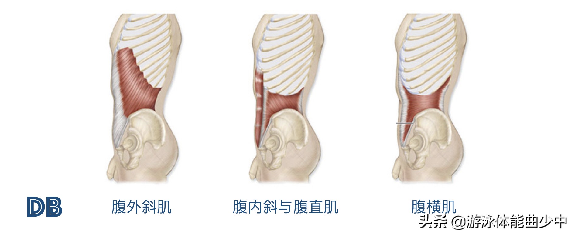 为什么游泳时要收紧核心？近端稳定造就远端的出色技术