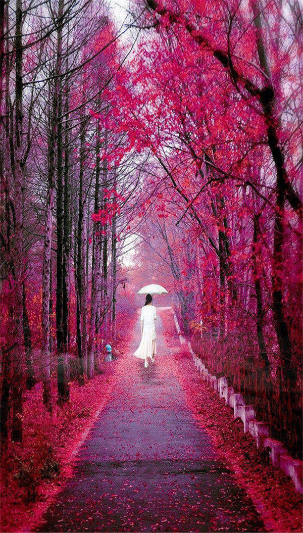 送你一张绝美壁纸,送你一张超美竖屏壁纸