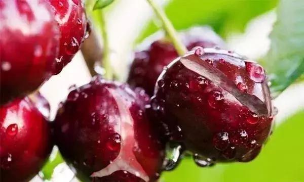 果树裂果的秘密早懂早预防,樱桃裂果的原因有哪些