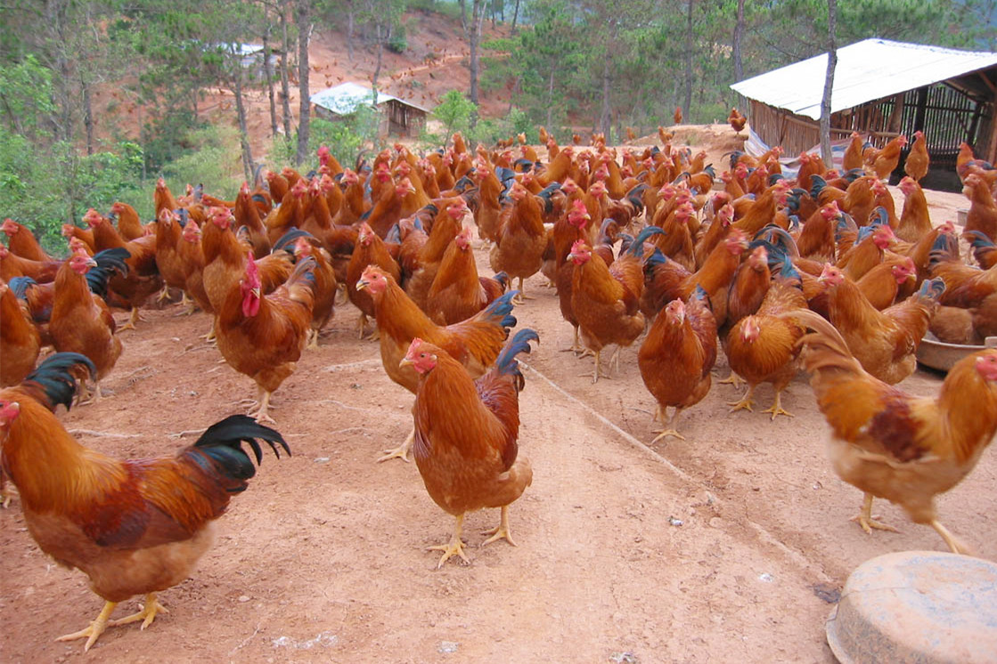 最好吃的土鸡品种排名,哪一品种土鸡最好养最好吃