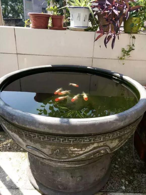 瓷盆古法养金鱼技术,古法养鱼正确做法
