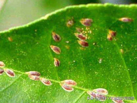 柑橘矢尖蚧的防治方法,矢尖蚧怎么除