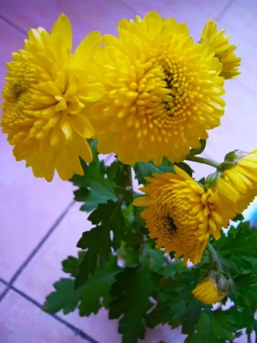 菊花开出多种颜色有什么方法,菊花怎样才能开得又大又漂亮