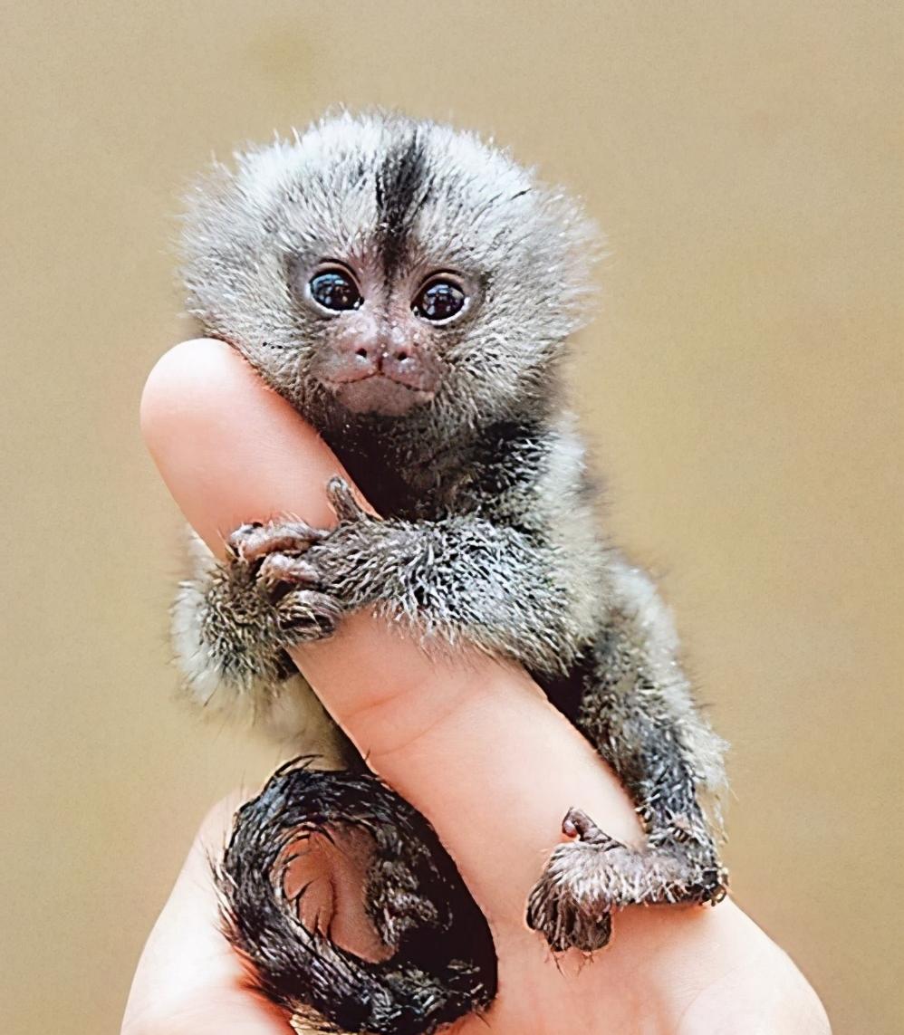 只有手指大小的小猴,只有拇指大的猴子能消失吗