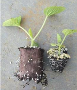 甜瓜抗重茬土壤改良剂,甜瓜枯萎病土霉素