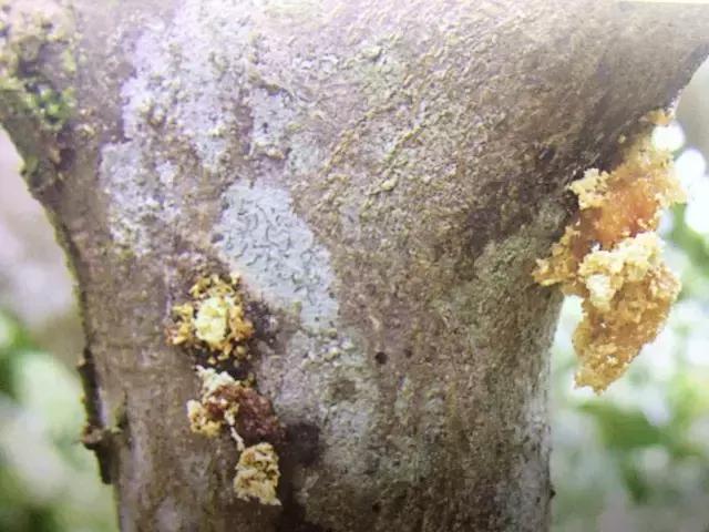 柑橘爆皮虫的防治最佳时期,柑橘天牛钻心虫最佳防治方法