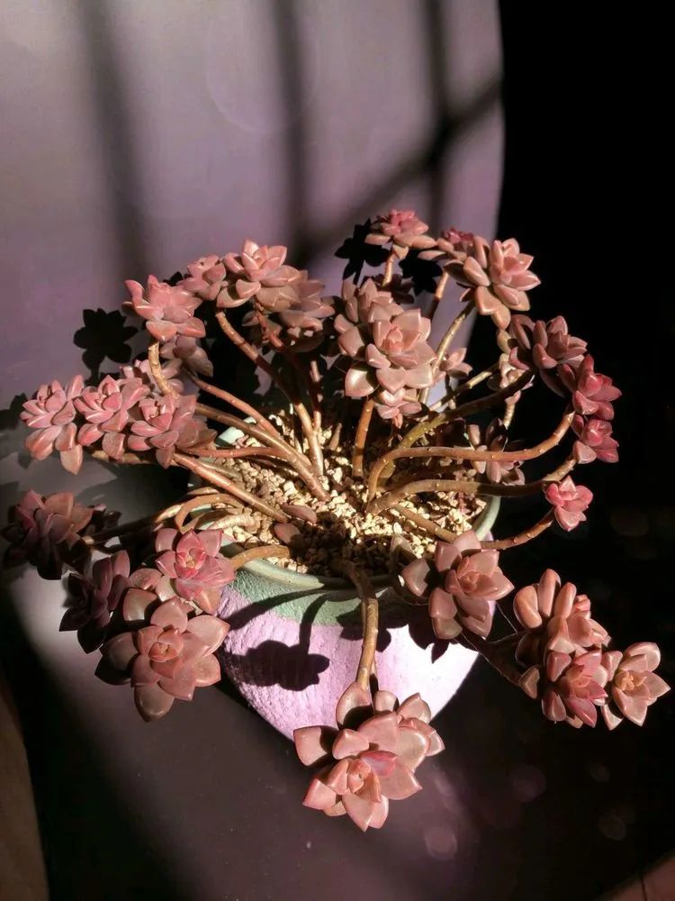 适合从小养到大的多肉,由小到大由浅入深