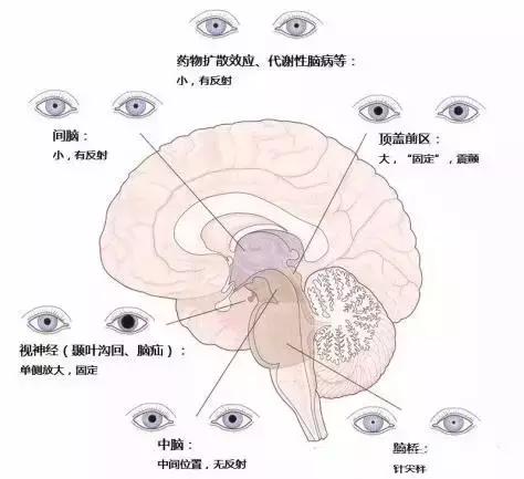 面神经分布图片大全,怎么记住面神经分布