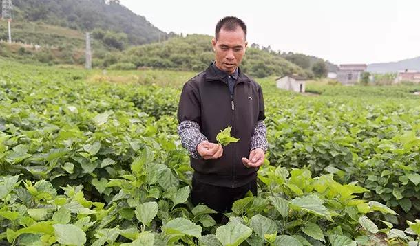 农村青年致富带头人总结,农村青年致富带头人计划开展情况