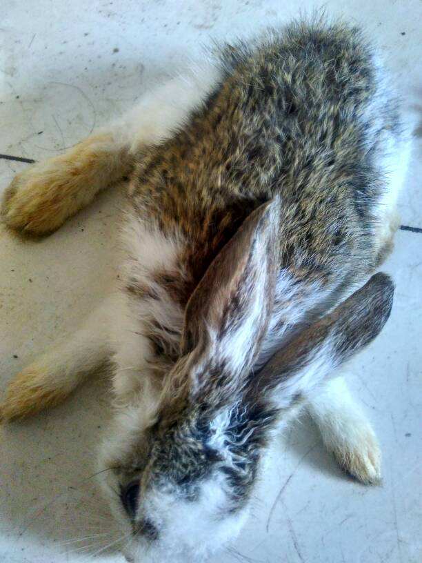 兔中耳炎能自愈吗,兔中耳炎的症状与治疗