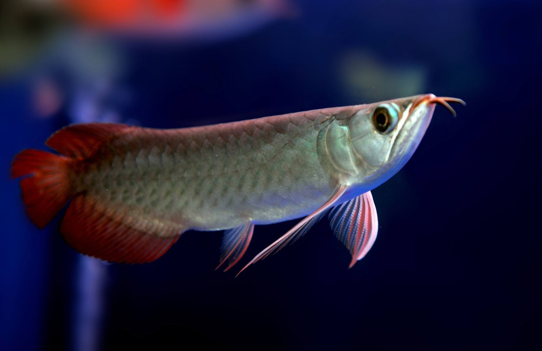 观赏鱼内感染,观赏鱼细菌性感染怎么造成的