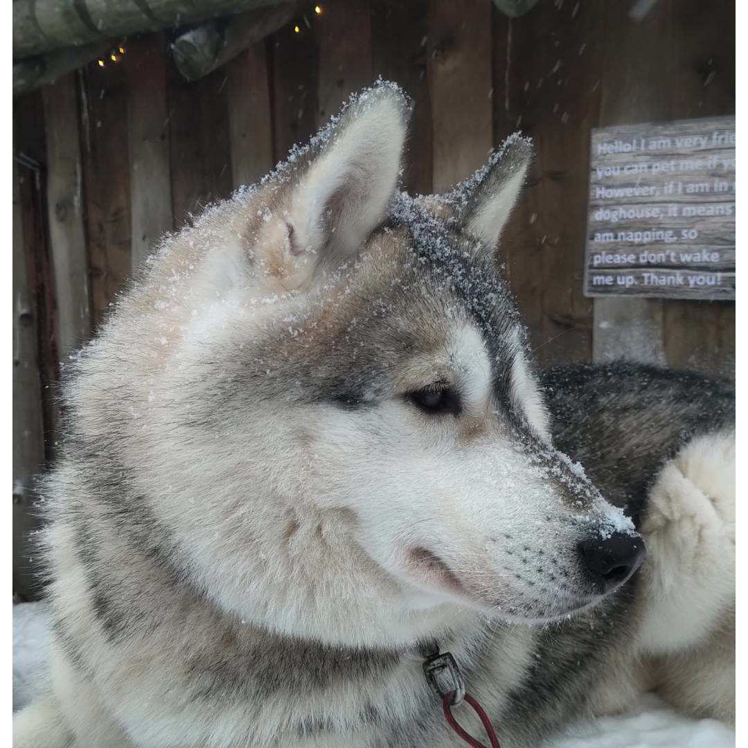 寒冬将至，2019冬季的魔力Taikatalvi-芬兰冬季文化营回顾