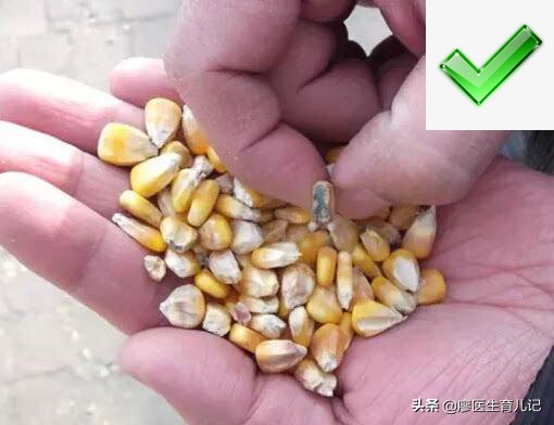 黄曲霉素中毒一般会死人吗,黄曲霉毒素产生的条件