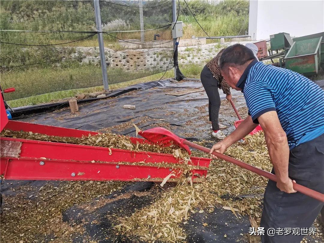 秸秆变废为宝促增收,我为群众办实事捡垃圾美篇