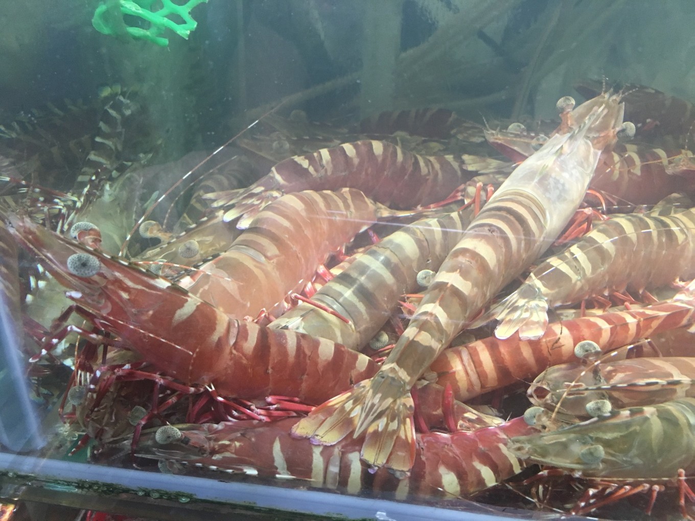 三亚旅游吃海鲜防宰攻略,三亚蜈支洲岛吃海鲜攻略