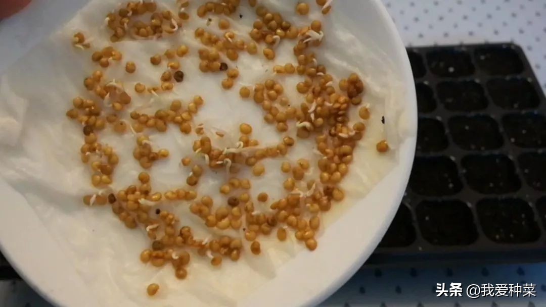 茄子怎么催芽最快最好,茄子苗育苗怎样操作出苗比较快