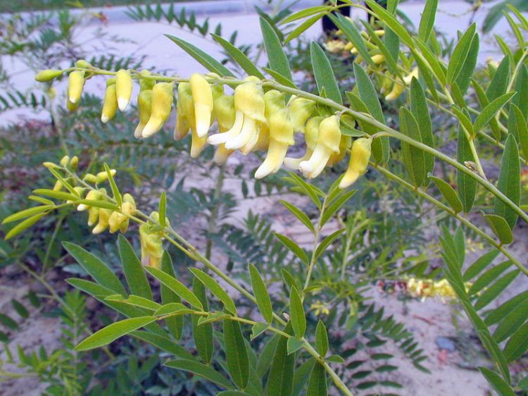 每日中药一味,最苦的中药苦参