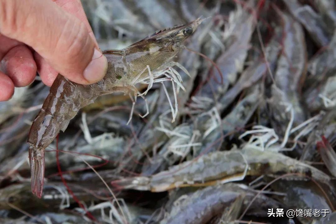 买虾的牢记五不买,冰鲜虾哪种好