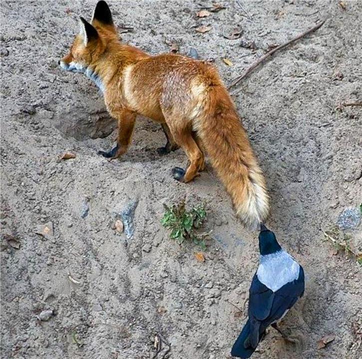 乌鸦为什么能预测凶兆,乌鸦真的是鸟类中智商最高的存在