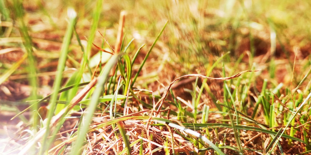 草的生命力极强说说,草的生命作文400字
