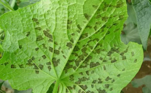 露地黄瓜高产技术方法,夏秋黄瓜露地高产栽培