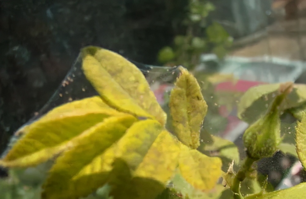 树桩盆景生病了别心慌,八九不离十是这几种病虫害祸害的