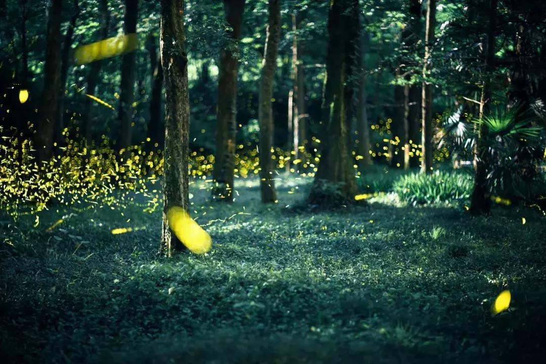 灵谷寺萤火虫7月,灵谷寺萤火虫目前还有吗