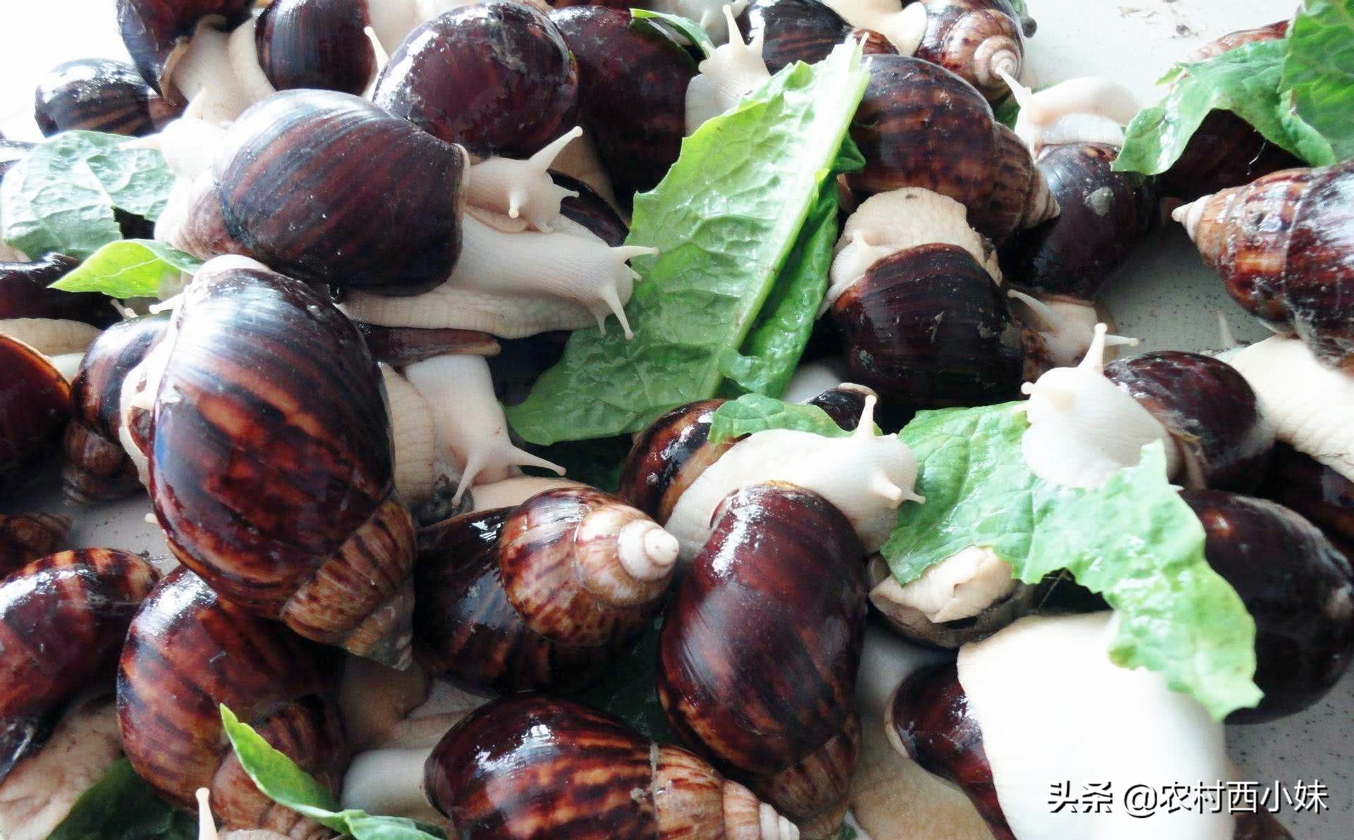 白玉蜗牛冬天怎么养殖才高产量,白玉蜗牛冬天如何养殖